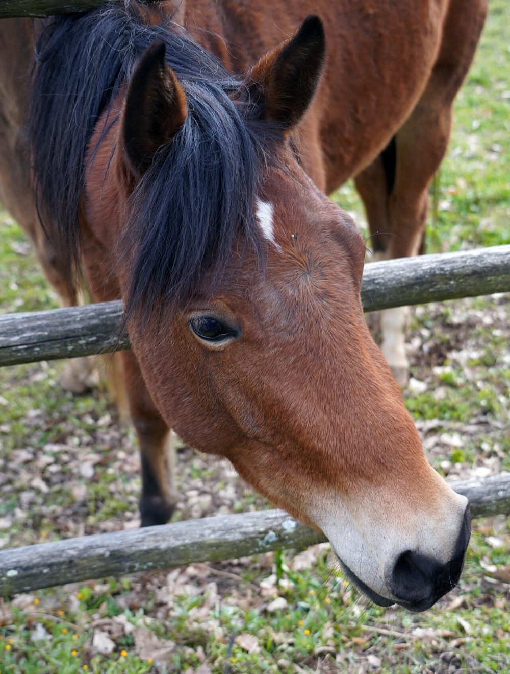 Close-up portrait of a bay horse