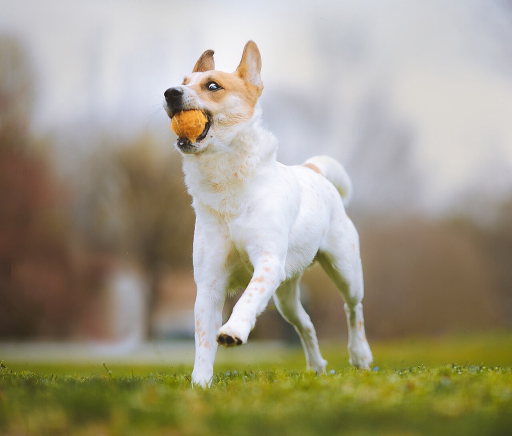 A happy farm dog outdoors