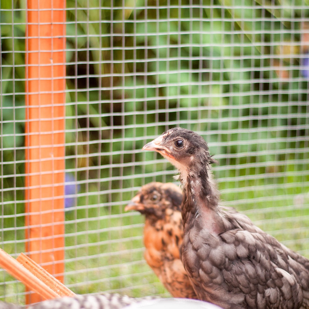 Backyard chickens in a poultry run
