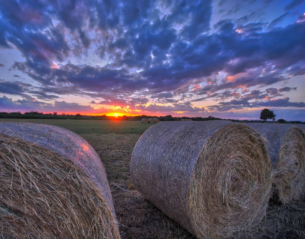 Round hay bales in a paddock at sunset