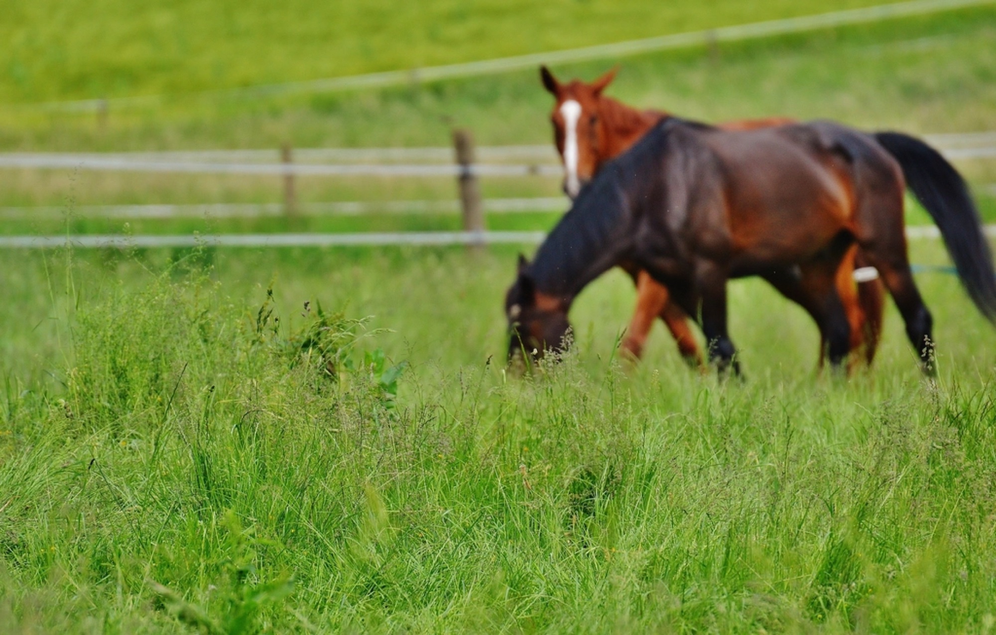Two horses grazing in a green paddock behind a timber post-and-rail fence